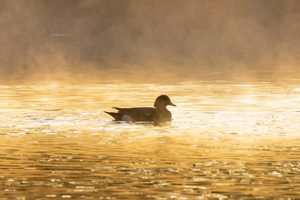 American Wigeon