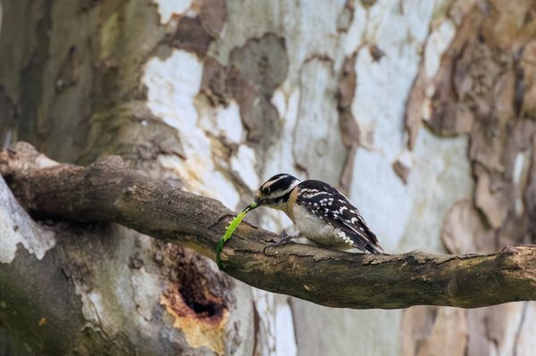 Downy Woodpecker