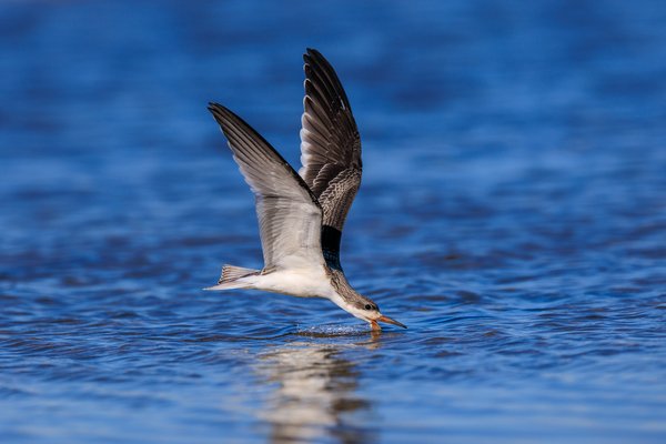 Black Skimmer