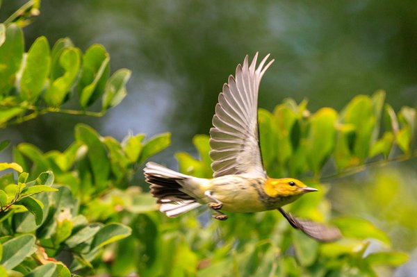 Black-throated Green Warbler