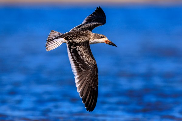 Black Skimmer