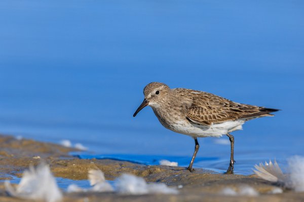 White-rumped Sandpiper
