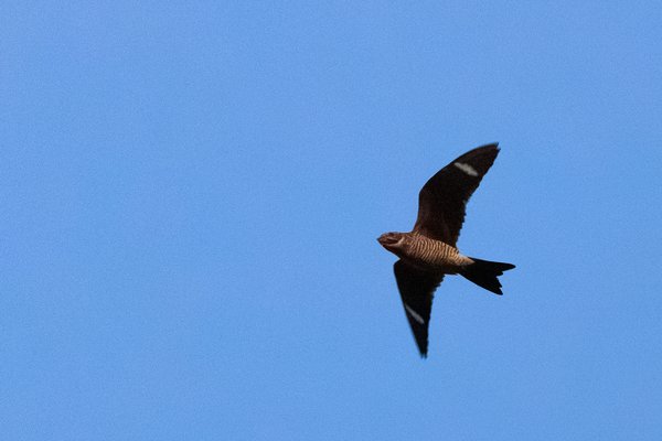 Common Nighthawk