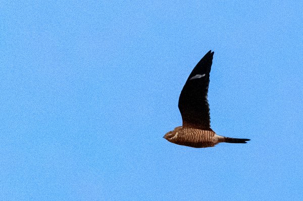Common Nighthawk
