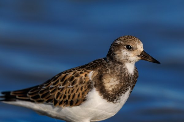 Ruddy Turnstone