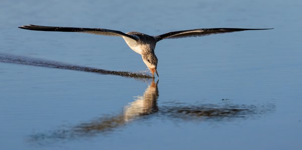 Black Skimmer