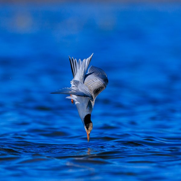 Common Tern