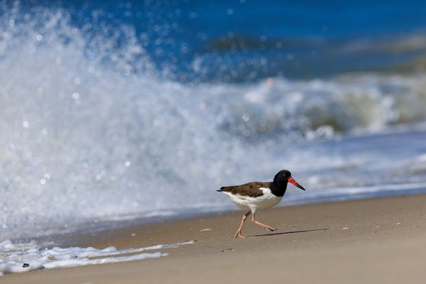 American Oystercatcher