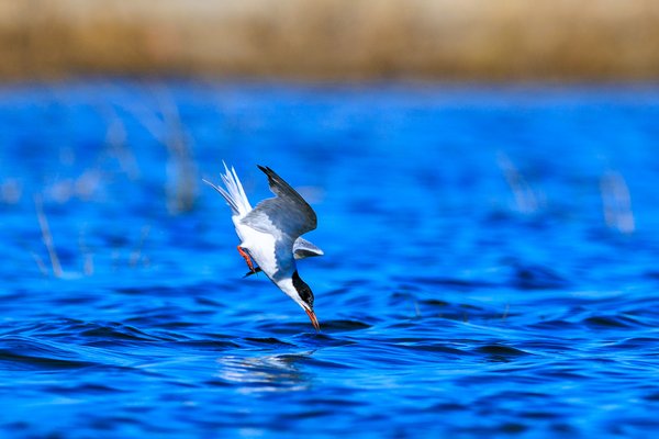 Common Tern