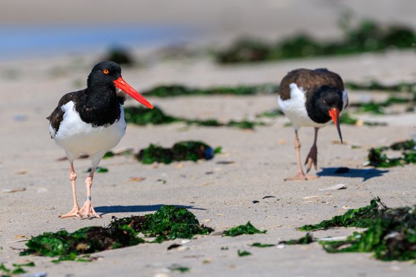 American Oystercatcher