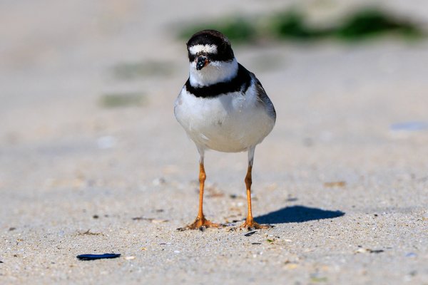Semipalmated Plover