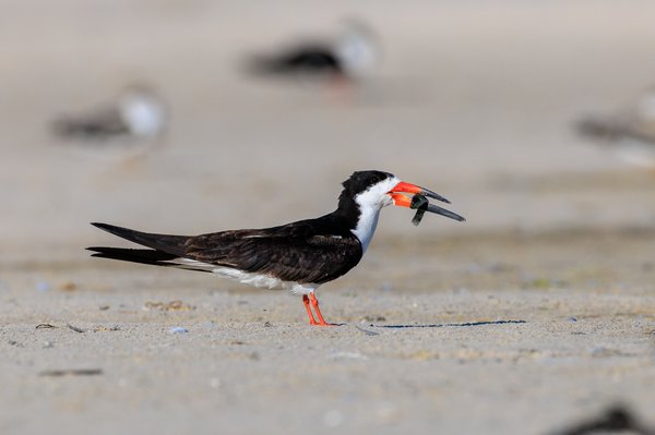 Black Skimmer