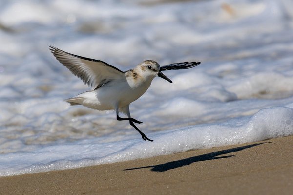 Semipalmated Sandpiper