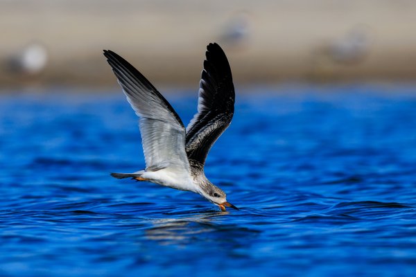 Black Skimmer