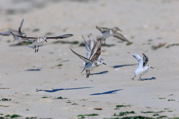 Semipalmated Sandpiper