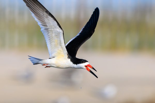 Black Skimmer