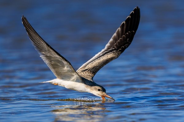 Black Skimmer