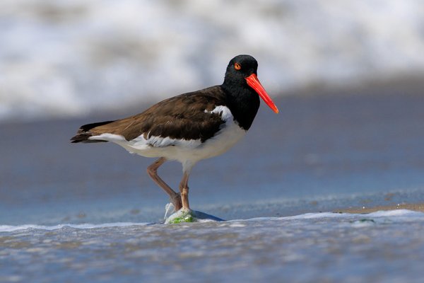 American Oystercatcher
