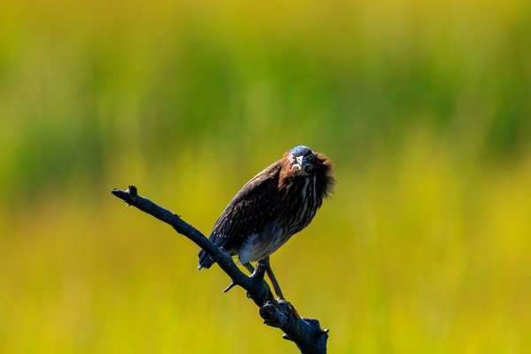 Green Heron