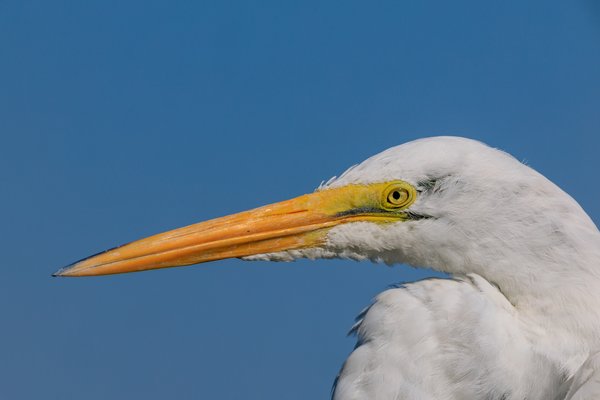 Great Egret