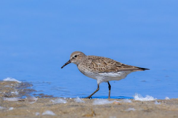 White-rumped Sandpiper
