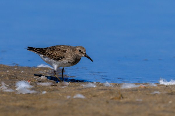 White-rumped Sandpiper