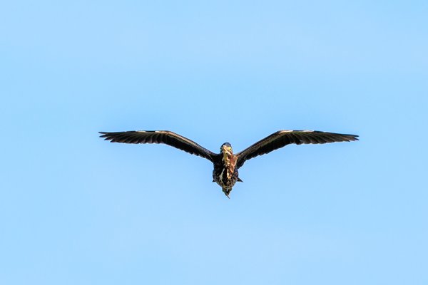 Green Heron