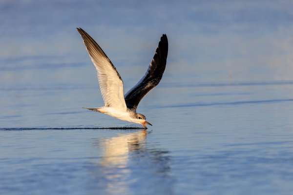 Black Skimmer