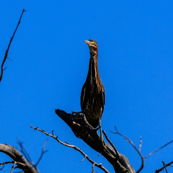 Green Heron