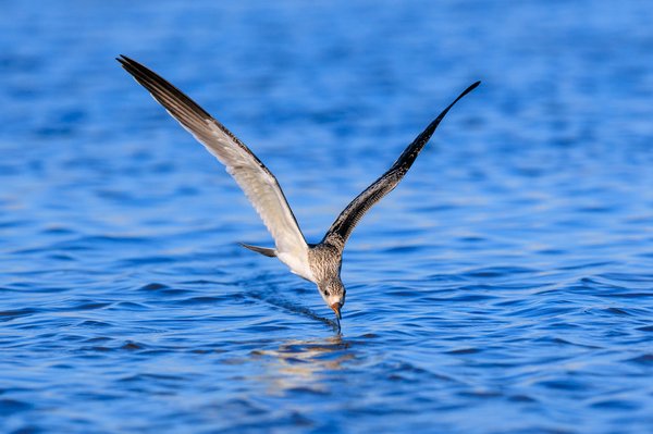 Black Skimmer