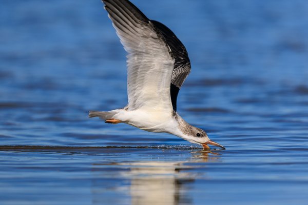 Black Skimmer