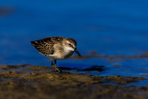 Least Sandpiper