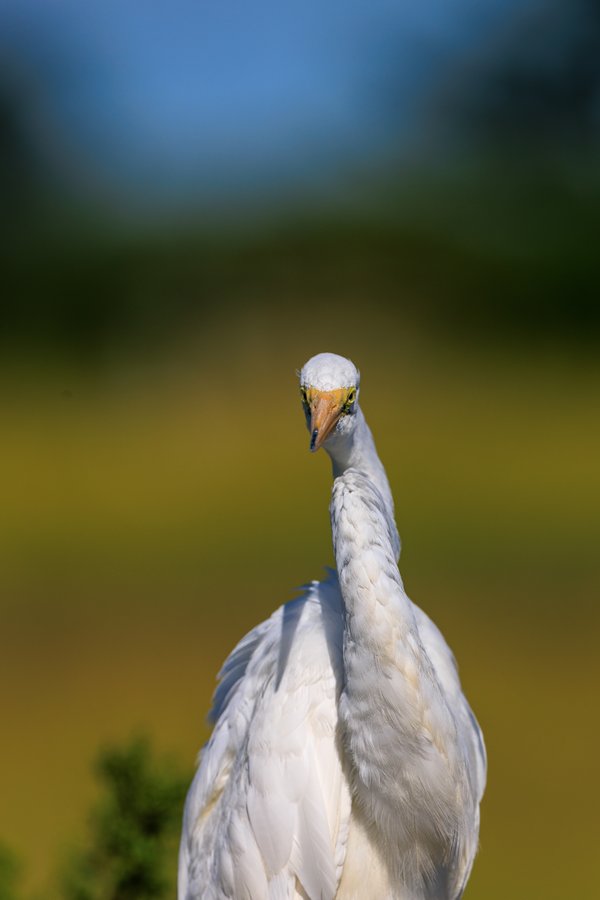 Great Egret