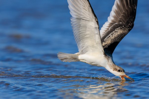 Black Skimmer