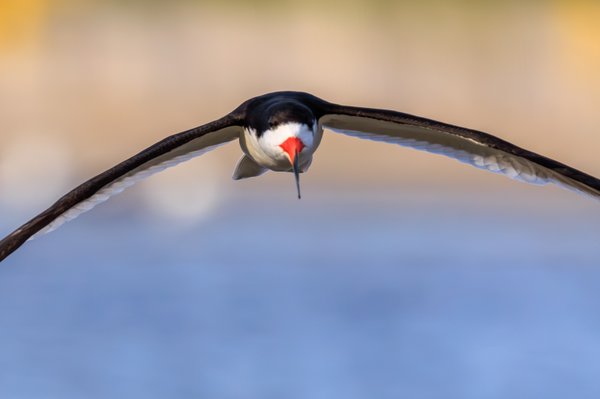 Black Skimmer