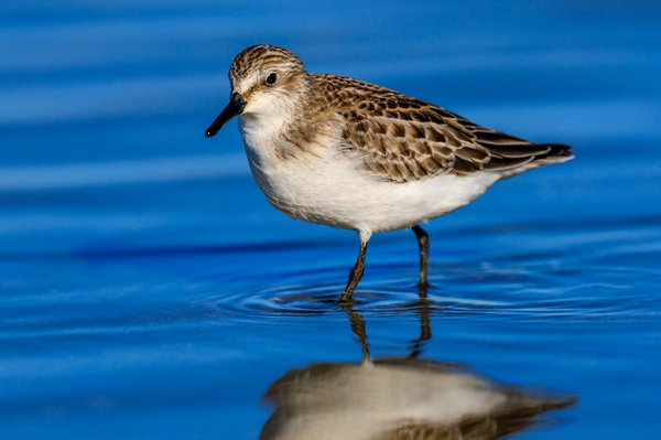 Least Sandpiper