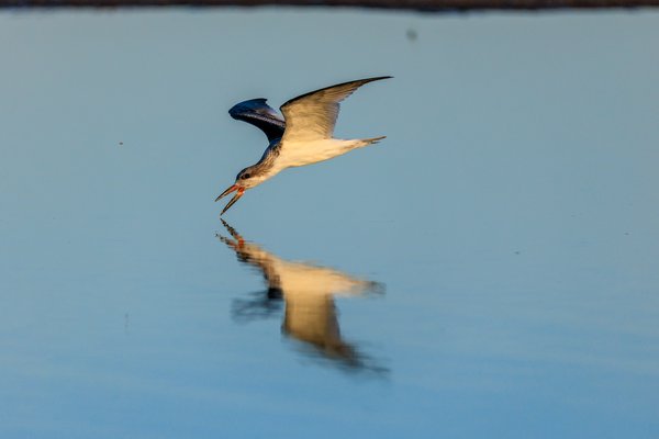 Black Skimmer