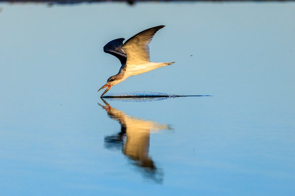 Black Skimmer
