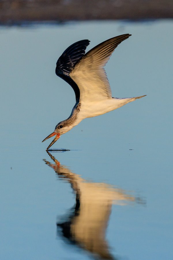 Black Skimmer