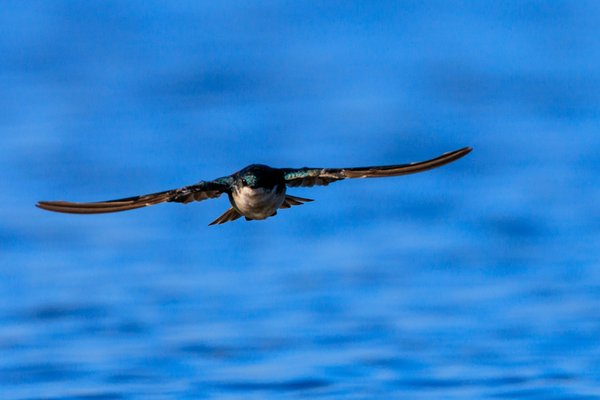 Tree Swallow