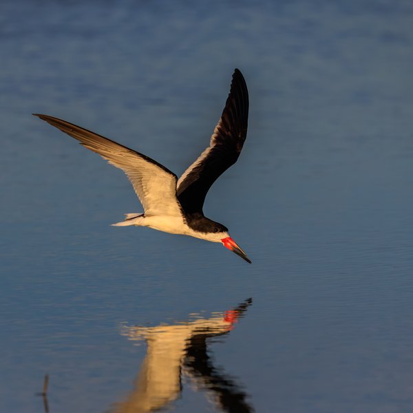 Black Skimmer