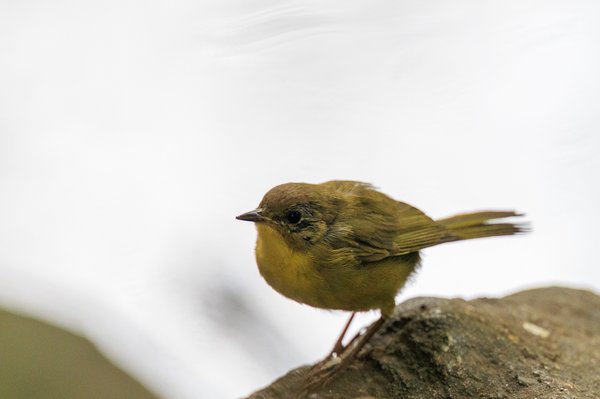 Common Yellowthroat