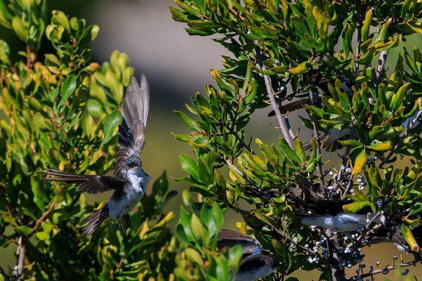 Tree Swallow