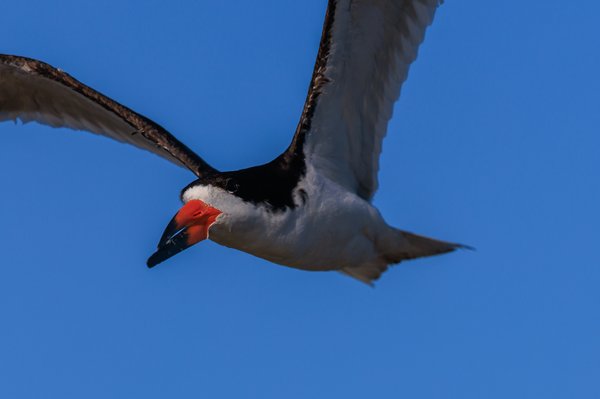 Black Skimmer