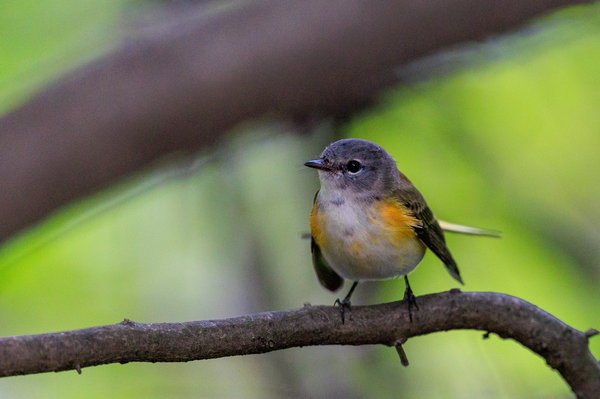 American Redstart