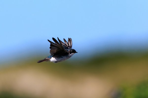 Tree Swallow