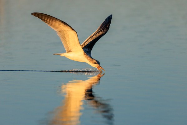 Black Skimmer