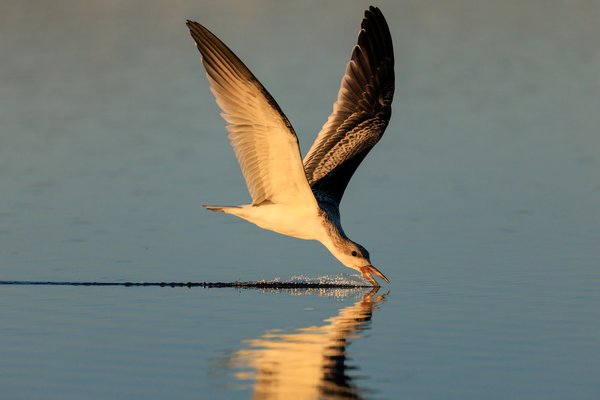 Black Skimmer