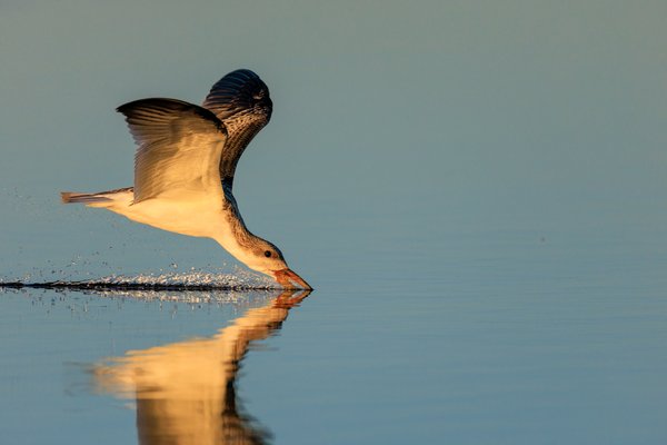 Black Skimmer