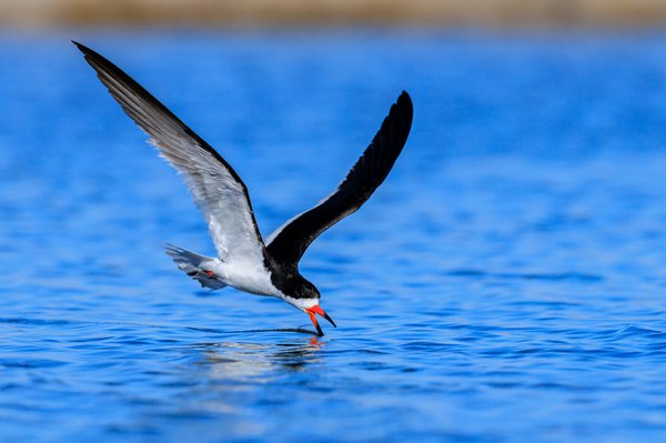 Black Skimmer